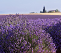 Lavander in Provence